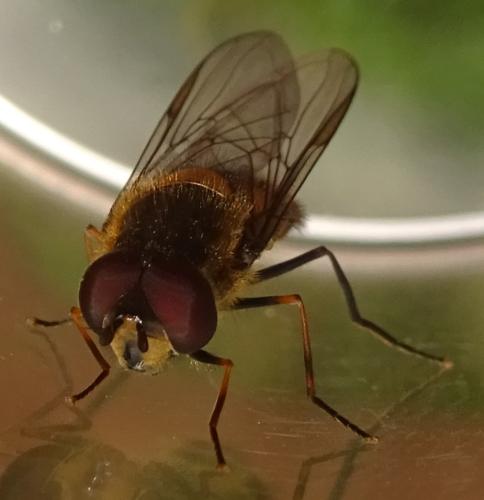 Réf. 356 431 : Parasyrphus punctulatus